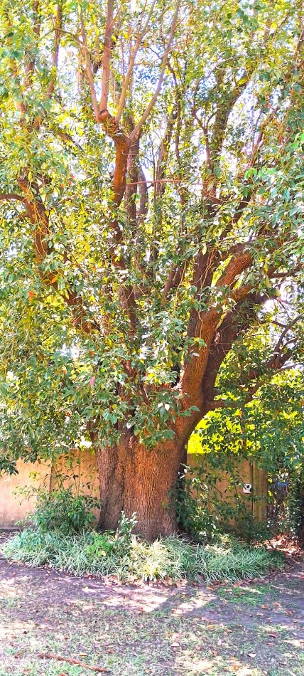 CASAQUINTA EN VENTA 2055M2.- FCO. ALVAREZ, SON TRES LOTES JUNTOS, DOS SON ADYASENTES Y UNO EN MARTILLO CON DOBLE ENTRADA